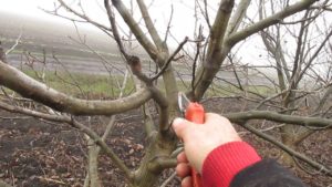 Comment tailler les noix au printemps, en été et en automne et règles pour la formation de la couronne