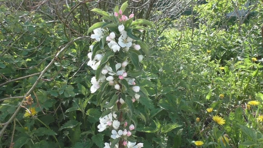 columnar apple tree