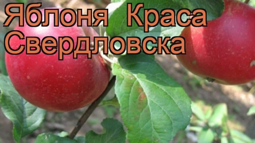 apple tree beauty of sverdlovsk