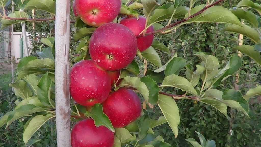 apple tree ligol