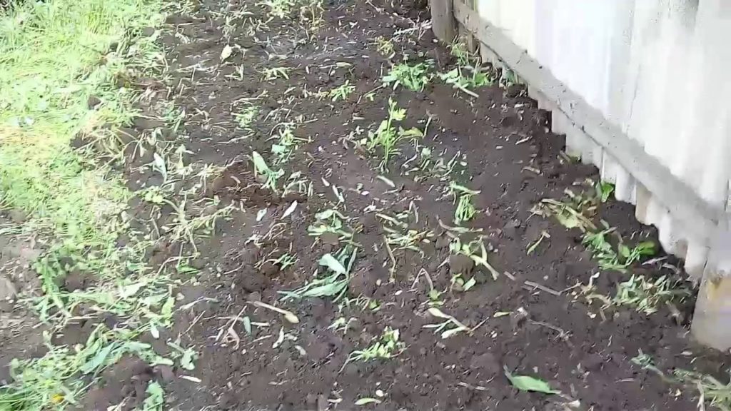 planting blackberries