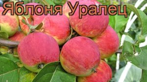 Description and specific characteristics of the Uralets apple tree, planting and care