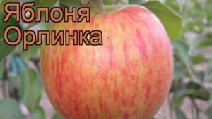 Description and characteristics of the Orlinka apple tree, planting, growing and care