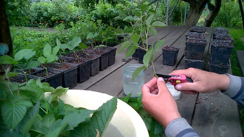 blackberry breeding