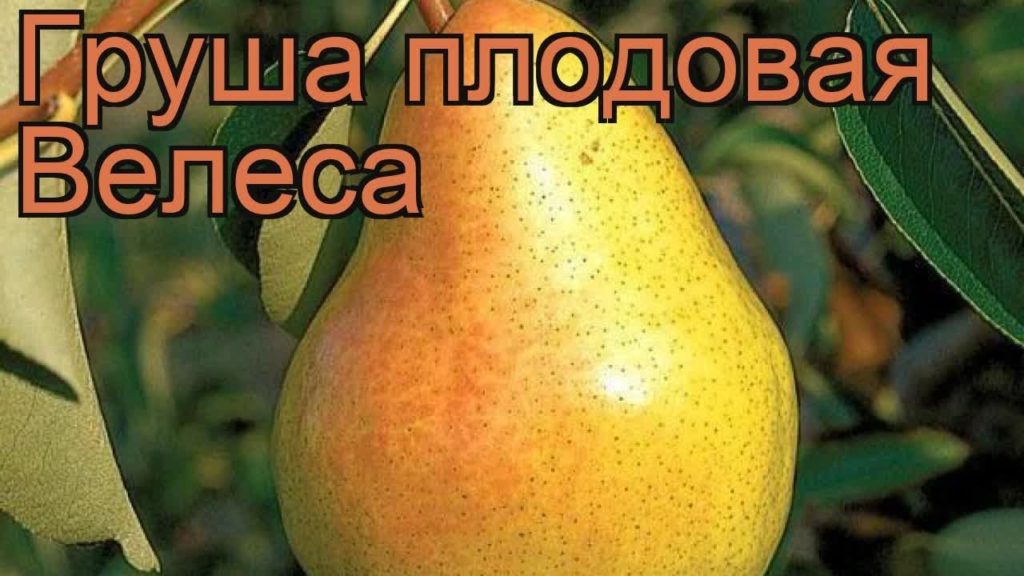 pear veles