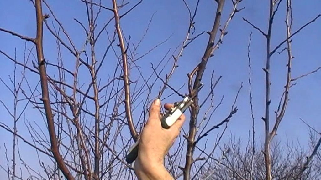 pruning plum