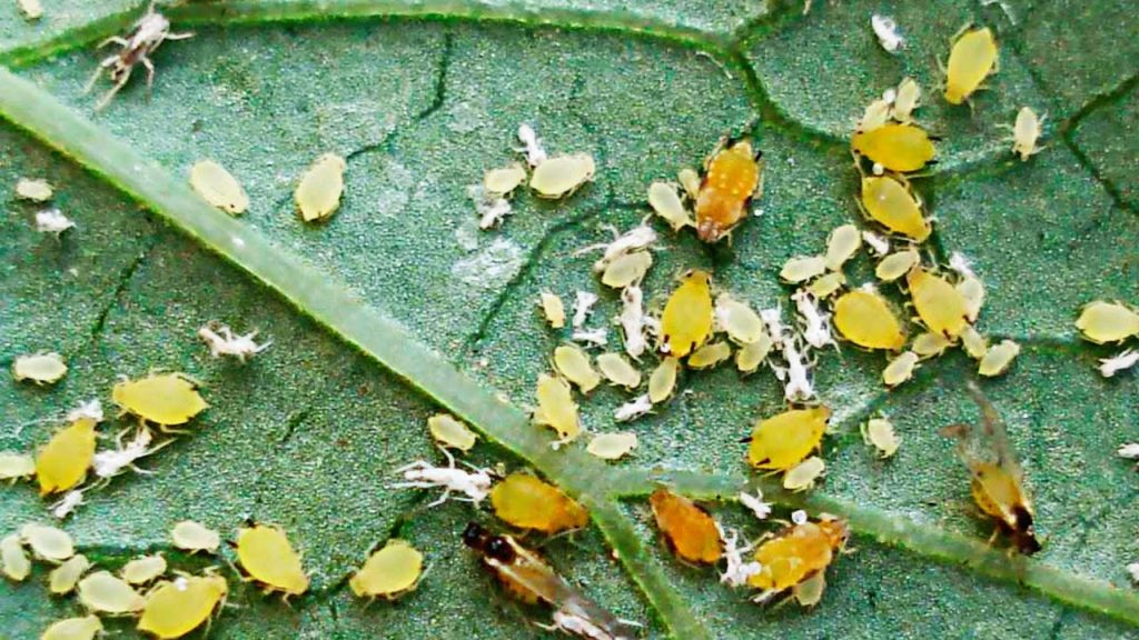 aphid on the drain