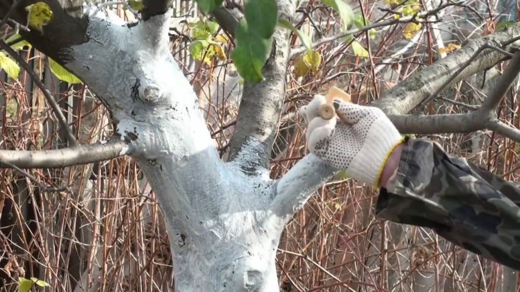 whitewashing an apple tree