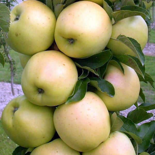 miel de pomme