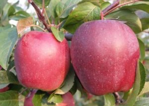 Description and characteristics of the Modi apple tree, yield, planting and care