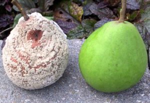 ¿Por qué las frutas de pera se pudren en un árbol y qué hacer, medidas para combatir la enfermedad?