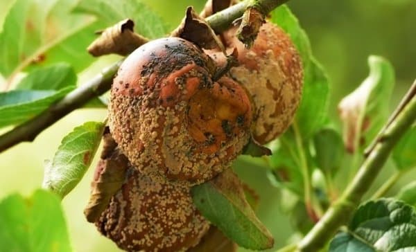 moniliosis de manzana