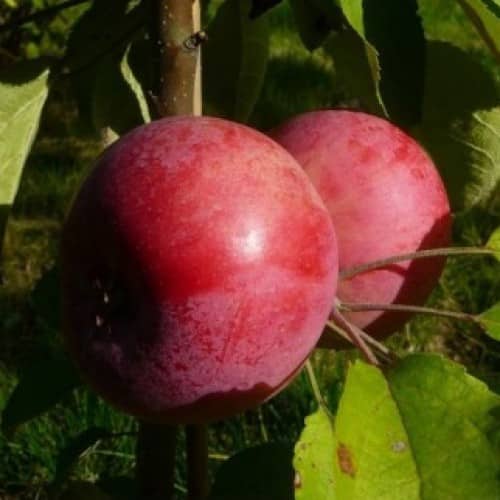 columnar apple tree