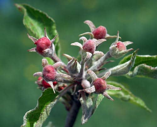 powdery mildew on apple trees