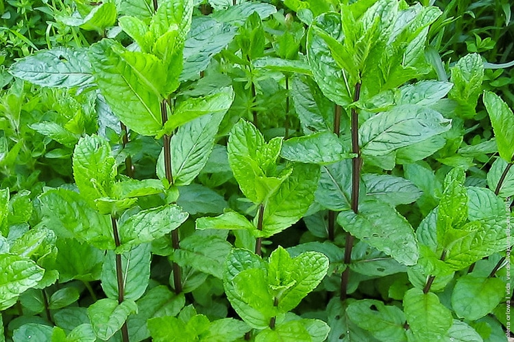 mint bush