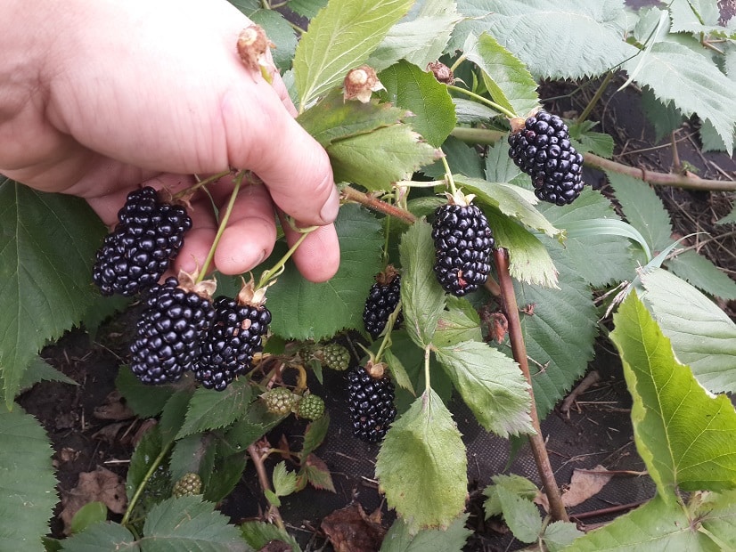 ripe blackberry