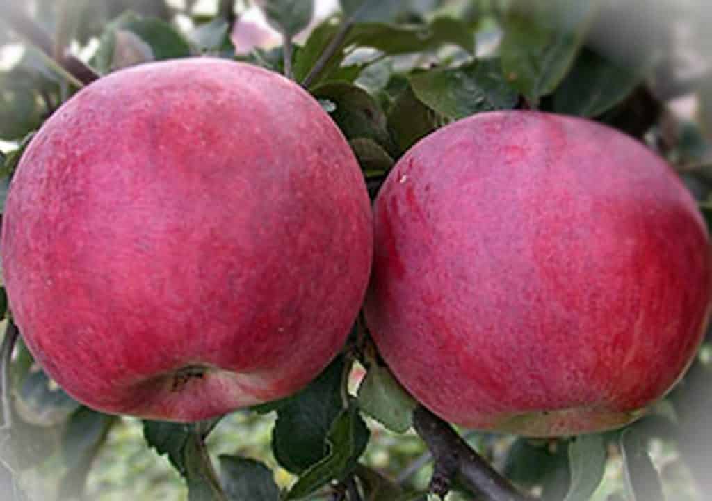 pommier rouge précoce