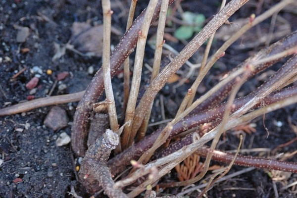 racines de cassis