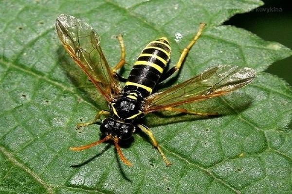 mosca de sierra de grosella negra