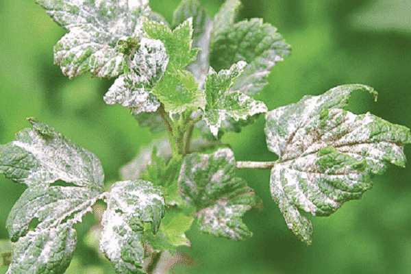 witte bladeren