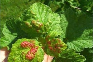 How and how to treat currants from diseases and pests after harvest