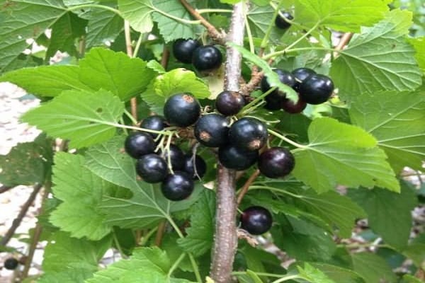 black currant