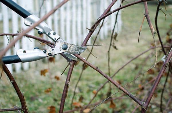 pruning blackberries