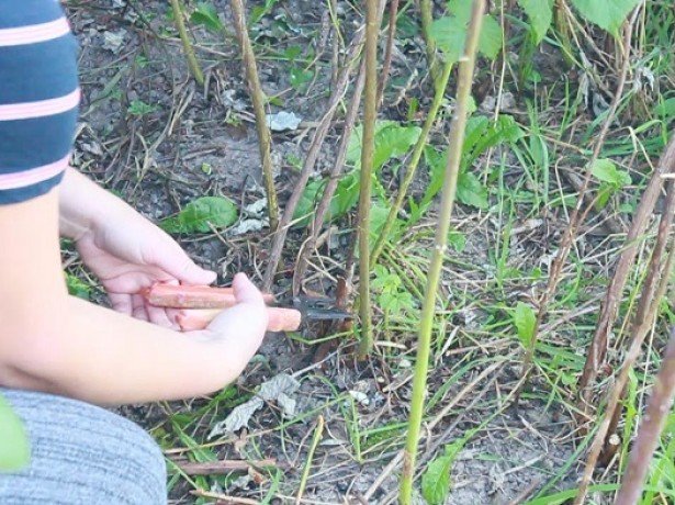 pruning blackberries