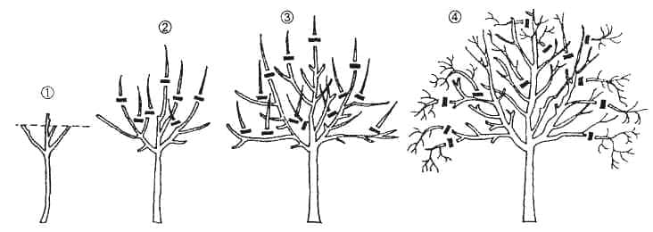 taille de poire