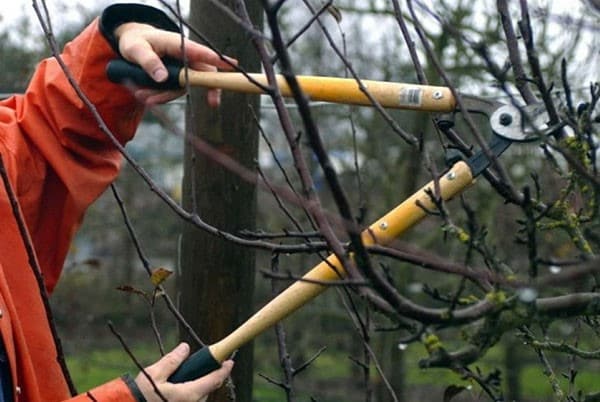 pruning pear