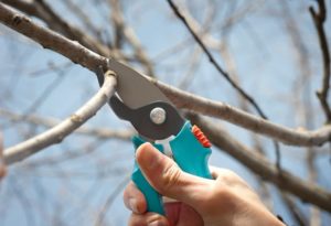 When and how to properly prune pears and form a crown for beginners