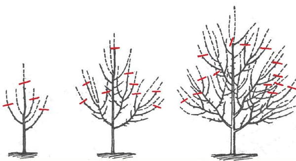 apple pruning