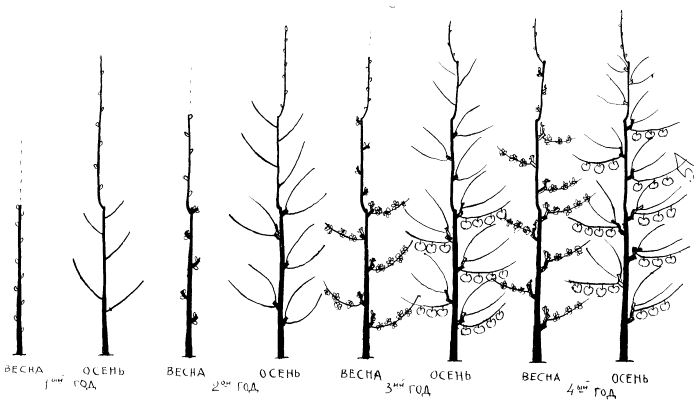 pruning pear