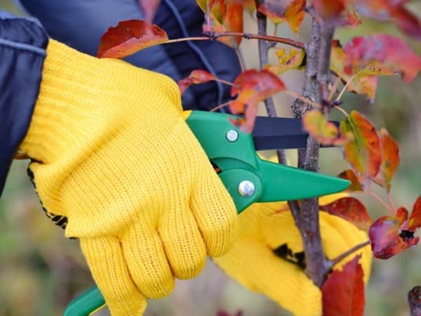 pruning pear