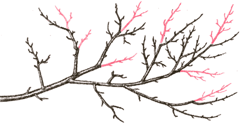 pruning plum