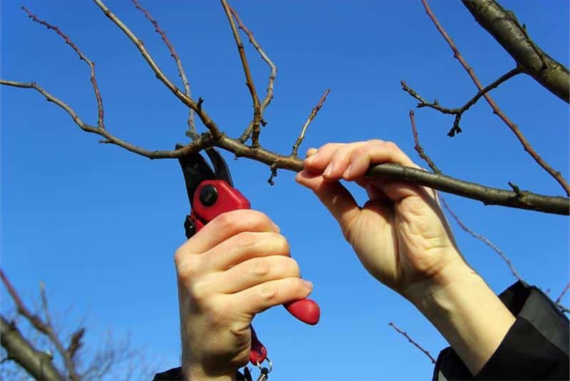 pruning plum