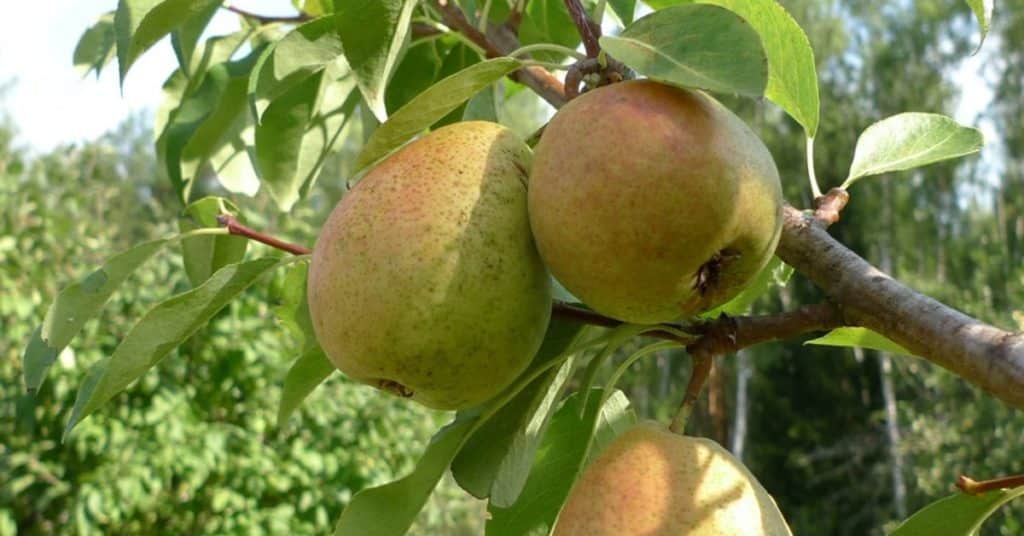 Poire colonnaire Poire naine Dalikor