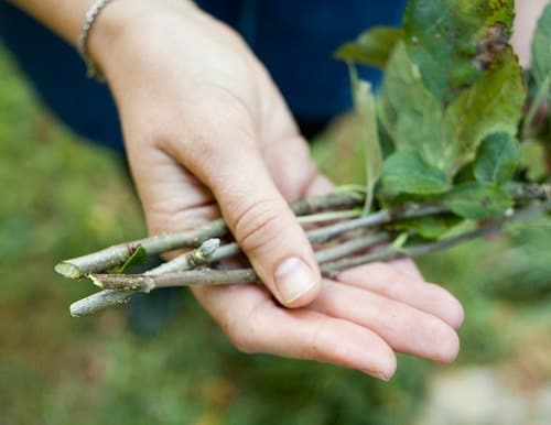 boutures de poire