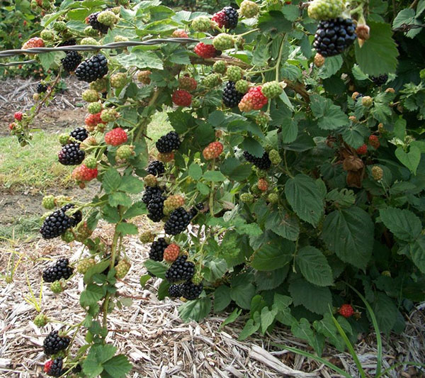 Blackberry Natchez