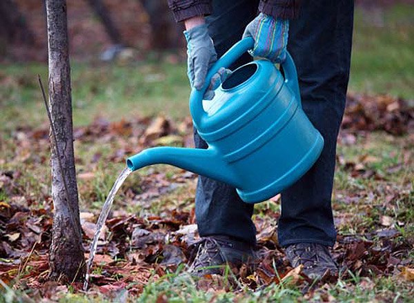 watering the apple tree