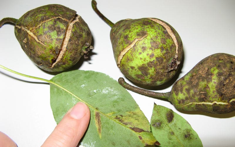 scab on a pear