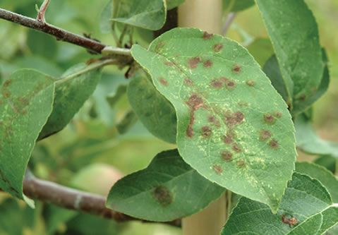 apple tree disease