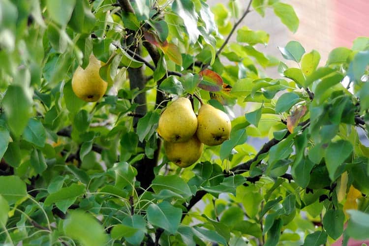 taille de poire