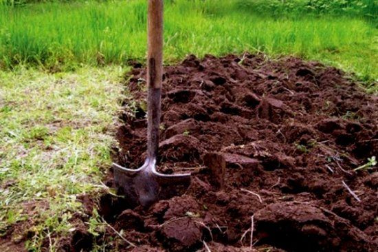 planting an apple tree