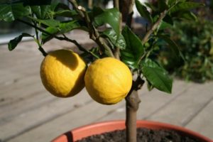 Bagaimana dan kapan untuk memindahkan lemon ke periuk lain di rumah