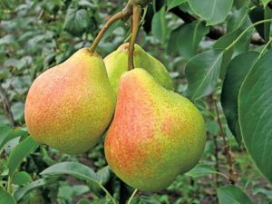 Description and characteristics of pear varieties Memory Yakovlev, planting and care