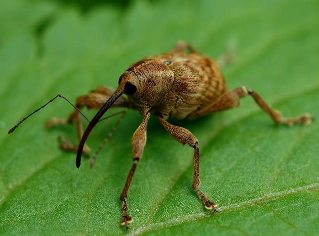 Gorgojo de la nuez