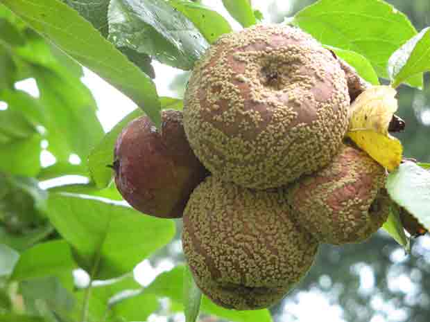 cáncer de manzana