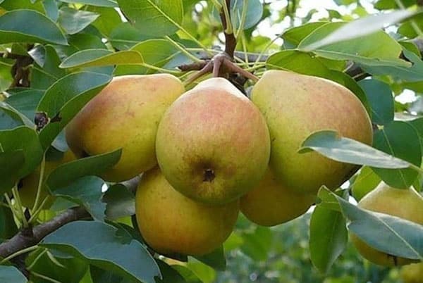 pear veles