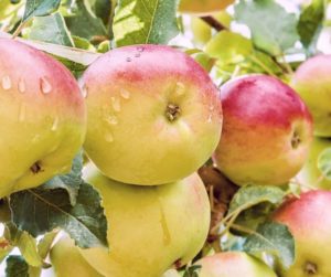 Description and characteristics of the apple tree Wonderful, the yield of the variety and cultivation